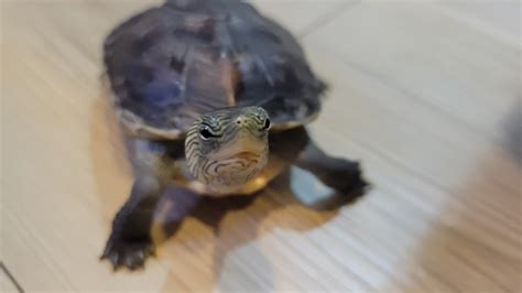 兩隻烏龜|養龜記｜動物溝通初體驗——烏龜周日